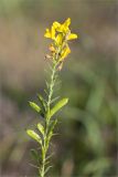 семейство Fabaceae. Верхушка побега с цветками и незрелыми плодами. Нижегородская обл., Володарский р-н, окр. пос. Дубки; берег р. Ока, высокотравный луг. 15.09.2023.