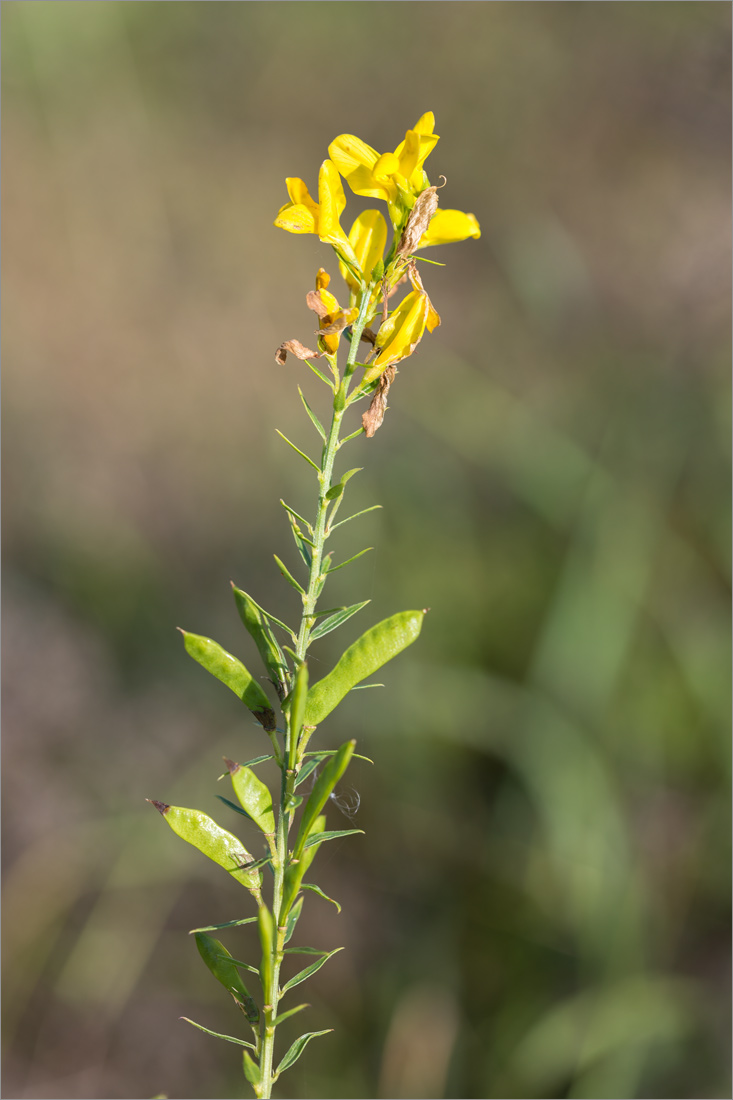 Image of familia Fabaceae specimen.