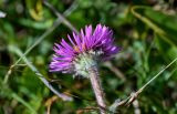 Erigeron allochrous