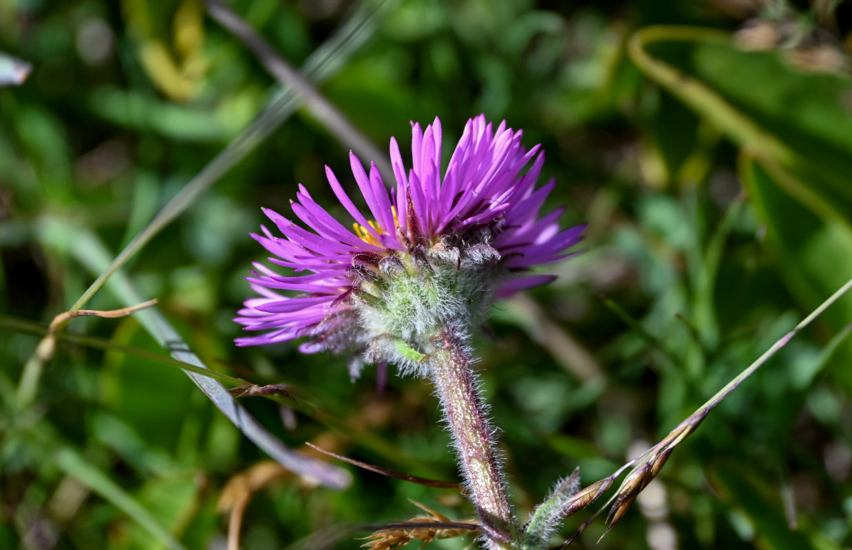 Изображение особи Erigeron allochrous.