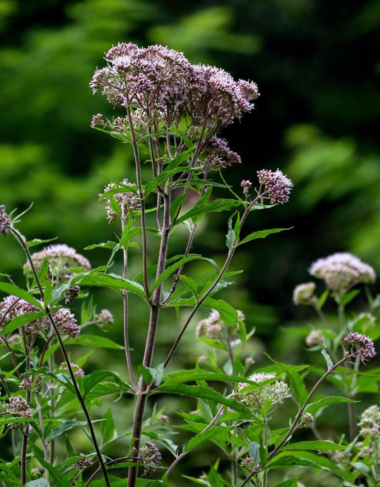 Image of Eupatorium cannabinum specimen.