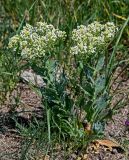 Cardaria draba