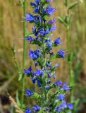 Echium vulgare. Часть соцветия. Оренбургская обл., Кувандыкский гор. округ, окр. г. Кувандык, луг. 06.07.2023.