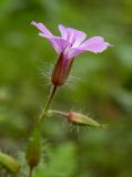 Image of taxon representative. Author is Наталия Панкова