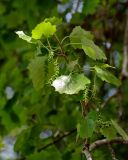 Populus tremula