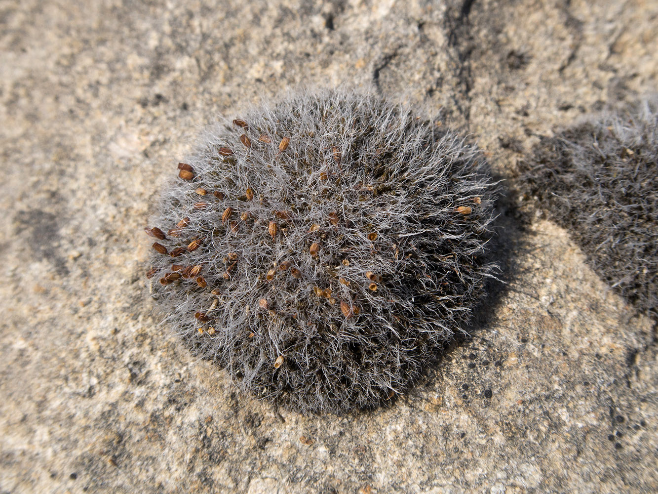 Image of Grimmia pulvinata specimen.