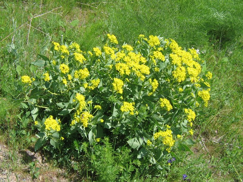 Image of Haplophyllum latifolium specimen.