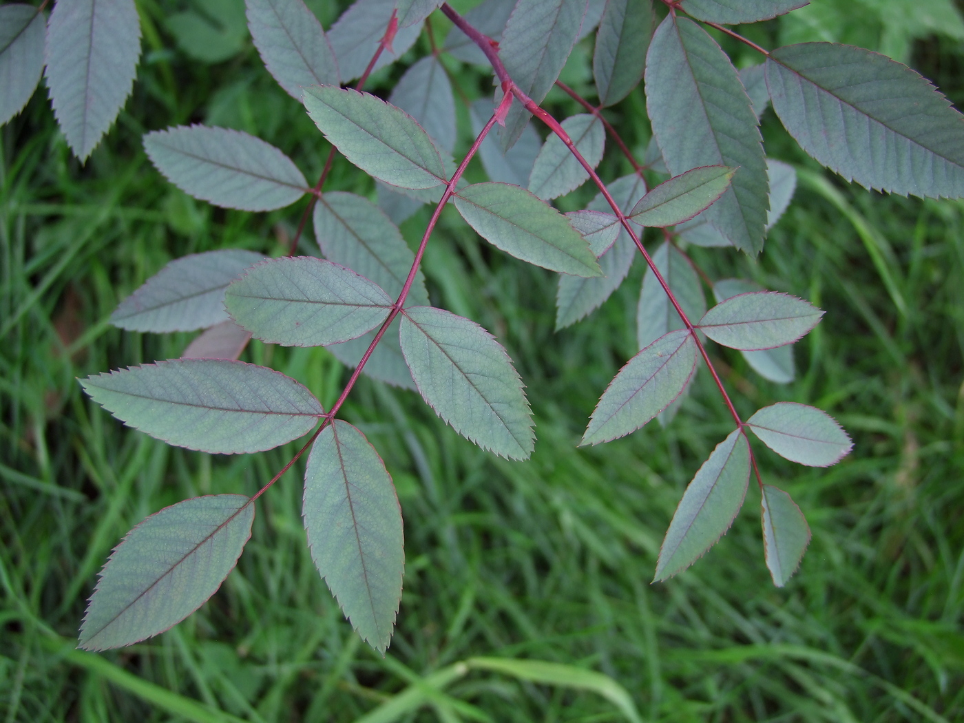 Image of Rosa glauca specimen.