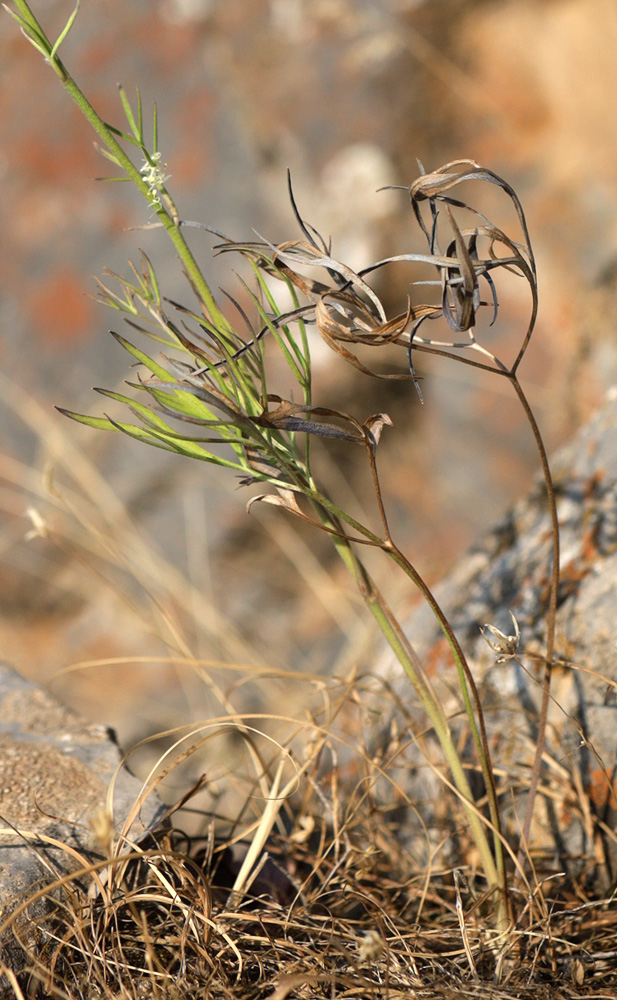 Image of Delphinium semibarbatum specimen.