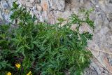 Urtica cannabina