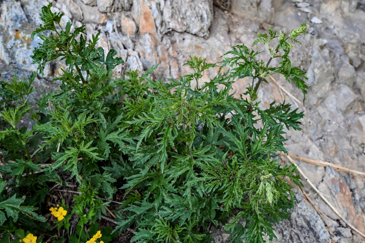 Изображение особи Urtica cannabina.