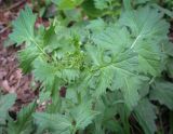 Sisymbrium officinale. Верхушка вегетирующего растения. Абхазия, Гагрский р-н, с. Лдзаа, обочина дороги. 11.04.2024.