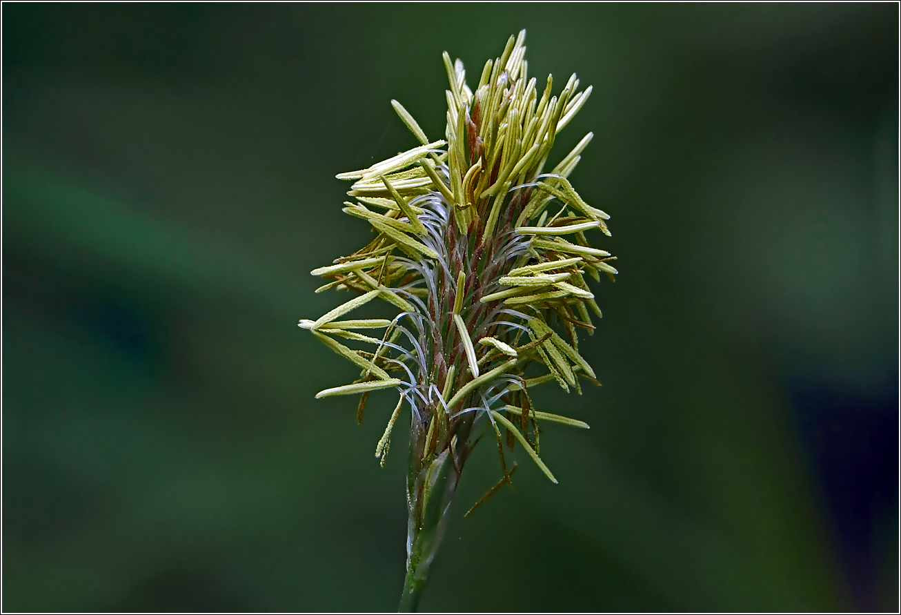 Image of Carex pilosa specimen.