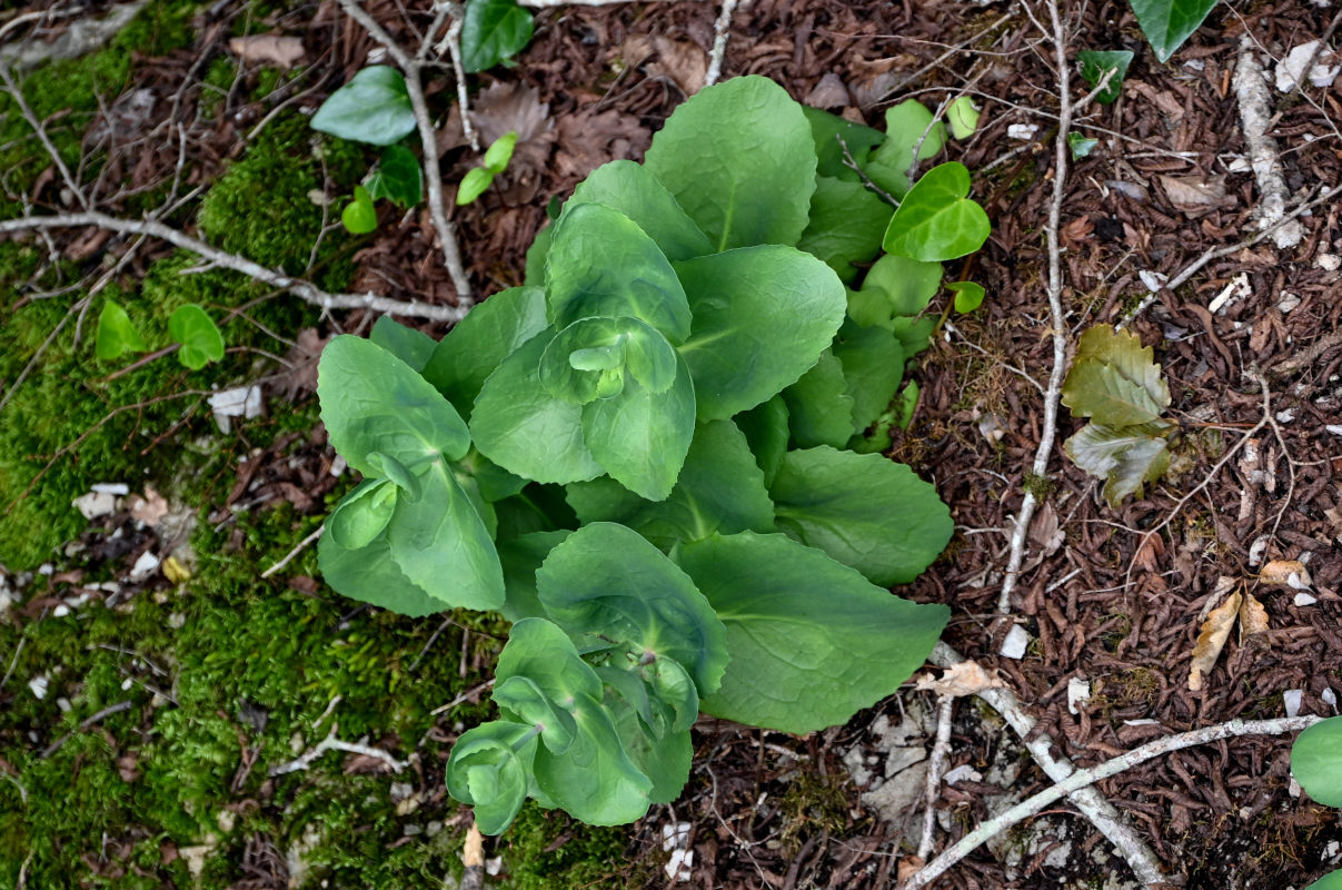 Изображение особи Hylotelephium caucasicum.