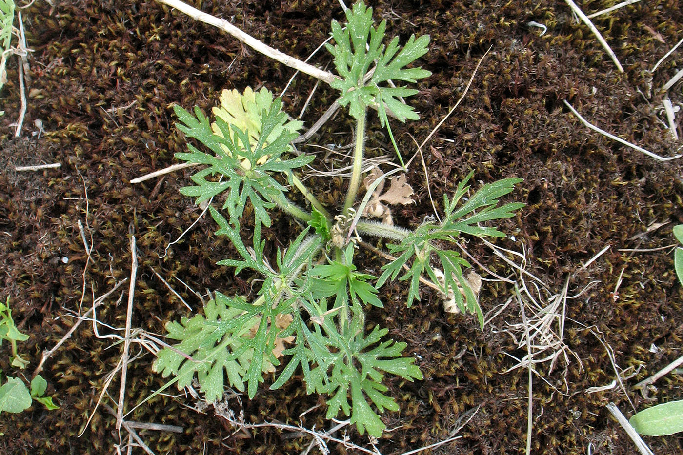 Image of Ranunculus polyanthemos specimen.