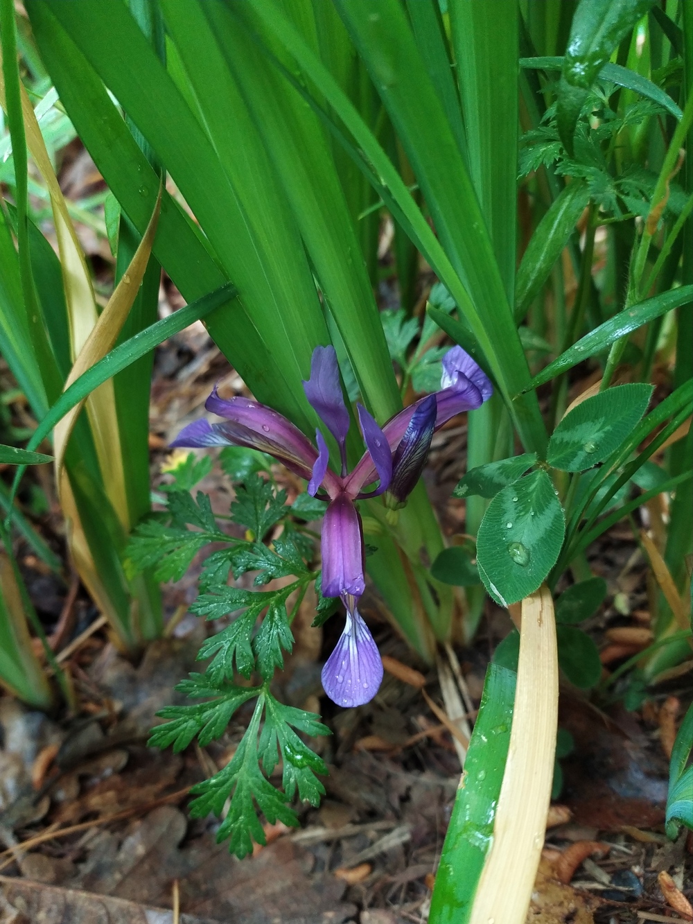 Image of Iris graminea specimen.