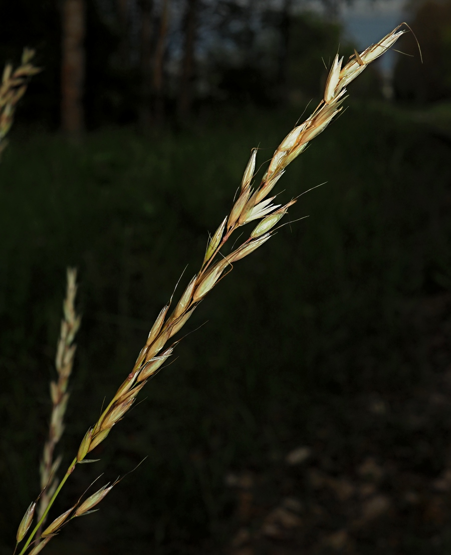 Image of Arrhenatherum elatius specimen.