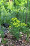 Euphorbia cyparissias