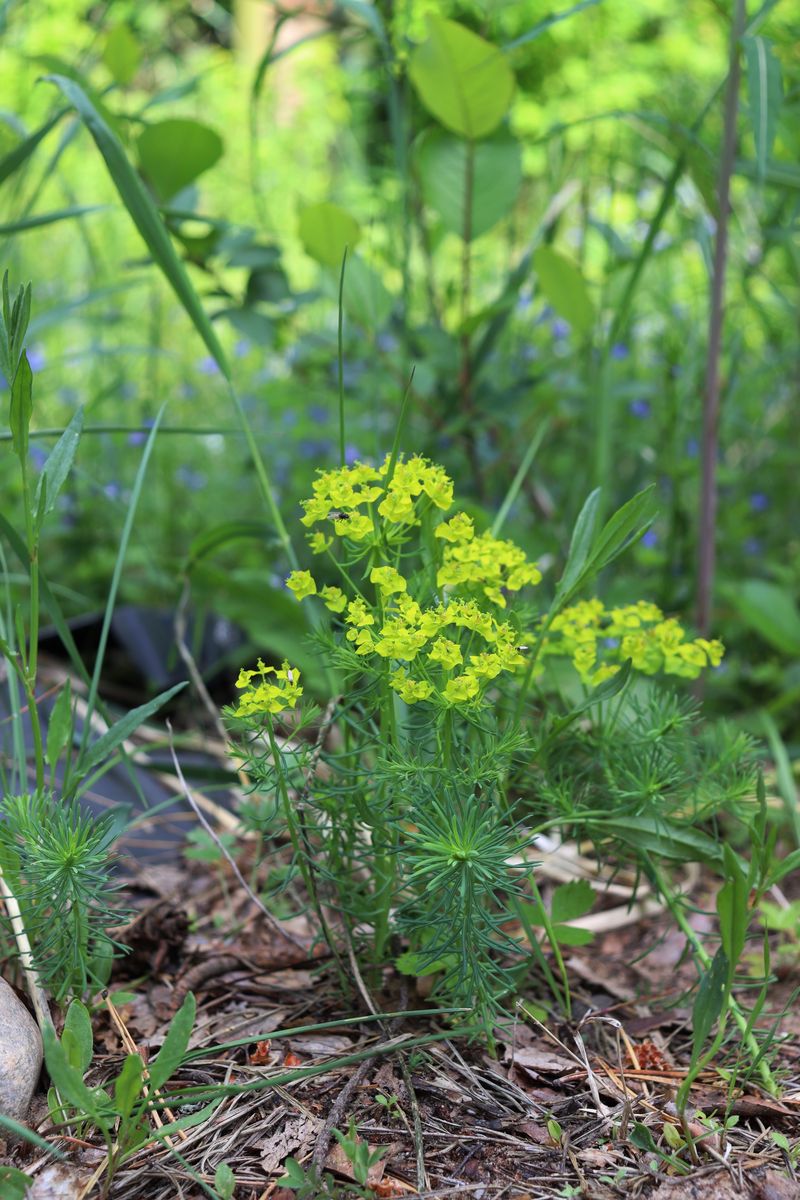Изображение особи Euphorbia cyparissias.