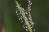 Phleum pratense