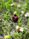Ophrys mammosa