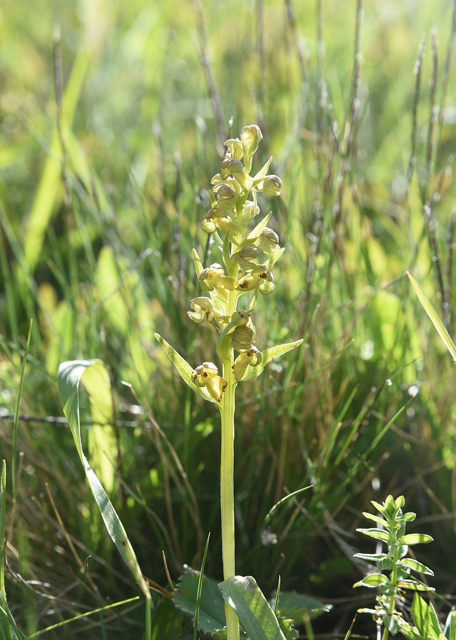 Image of Dactylorhiza viridis specimen.