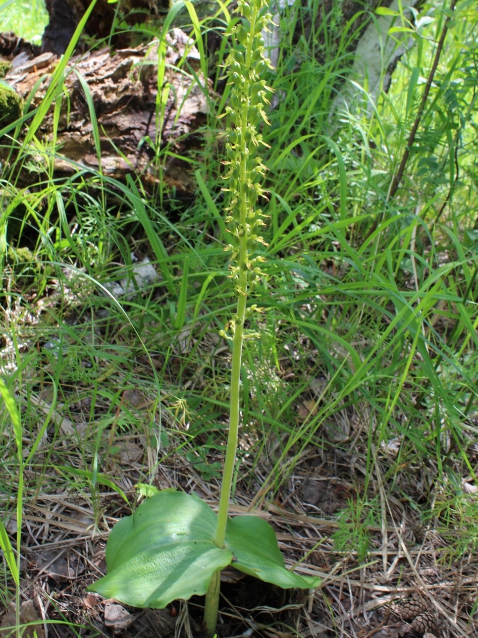 Изображение особи Listera ovata.