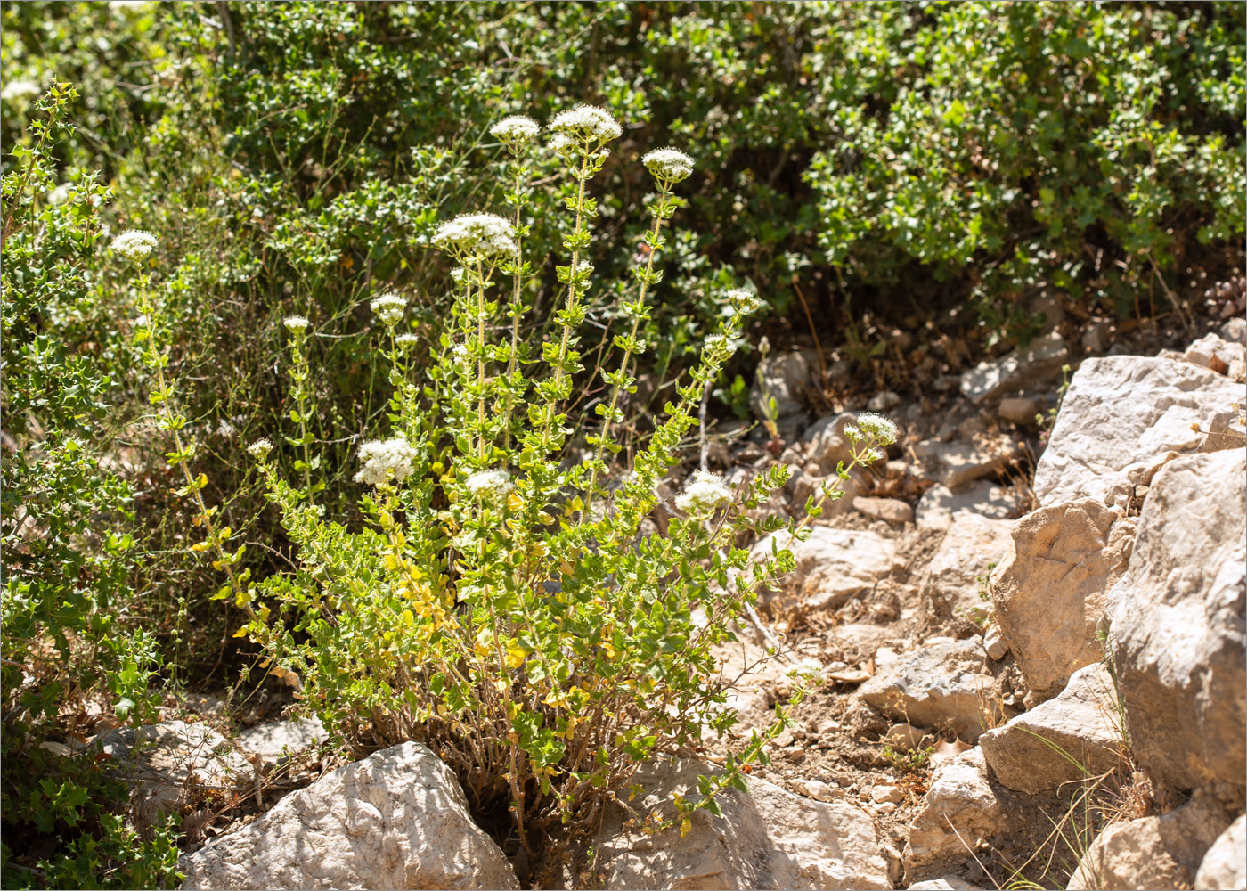 Image of Origanum onites specimen.