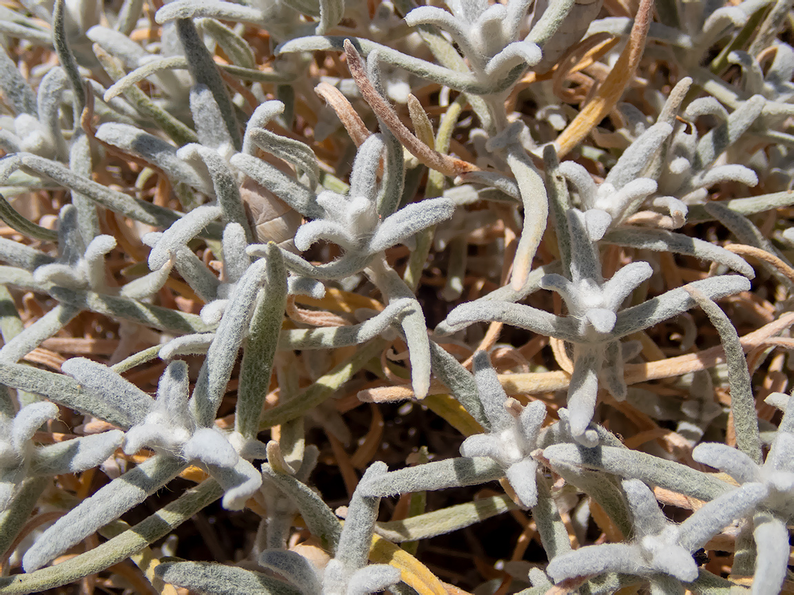 Изображение особи Cerastium biebersteinii.