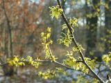 Hamamelis virginiana