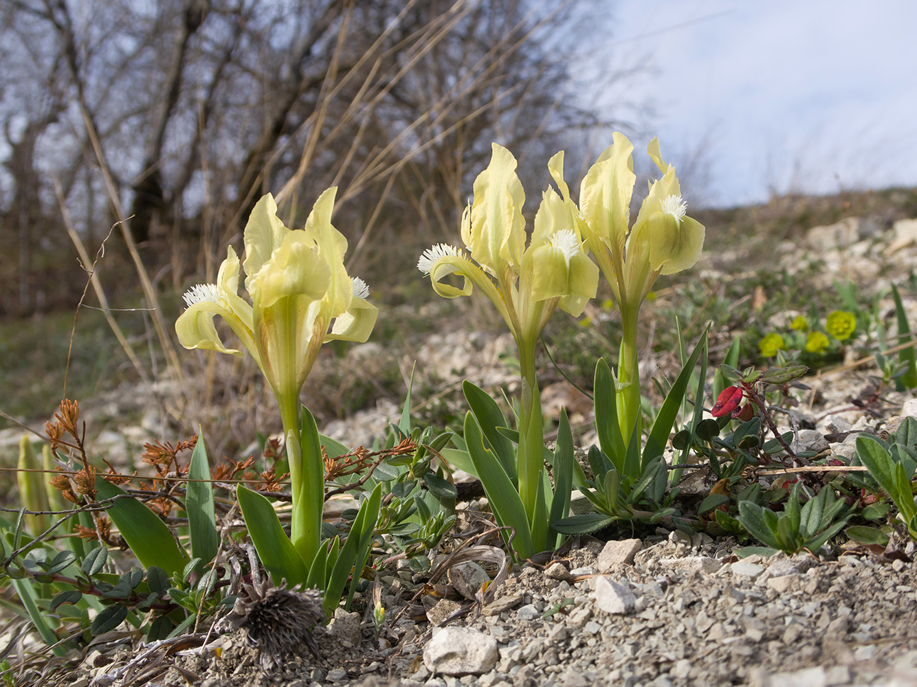 Image of Iris pumila specimen.