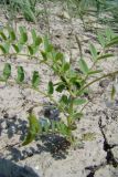 Astragalus guttatus. Цветущее и плодоносящее растение. Украина, Херсонская обл., Генический р-н, о-в Куюк-Тук, Азово-Сивашский национальный природный парк, степные склоны к Сивашу. 29.04.2007.