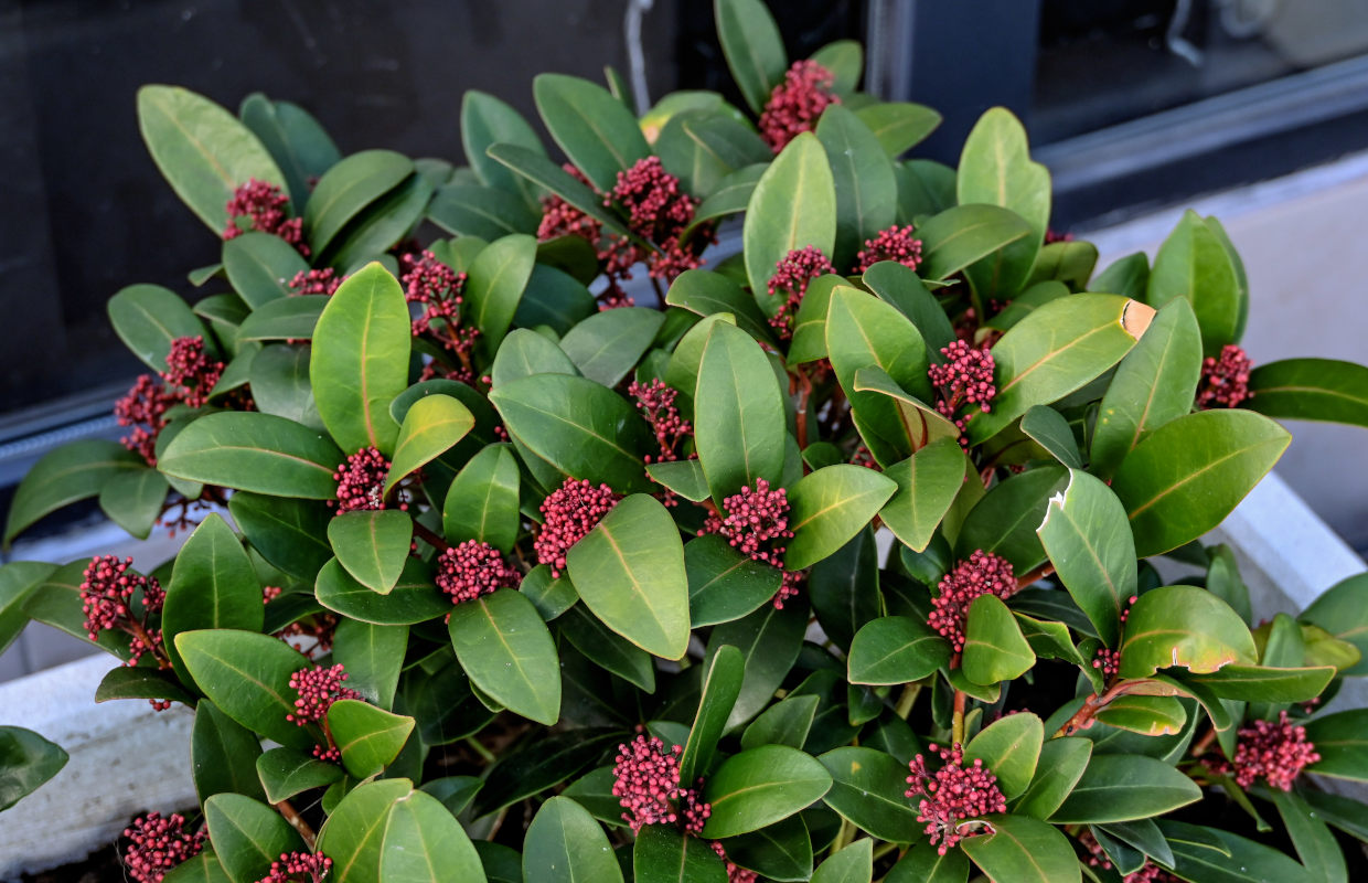 Изображение особи Skimmia japonica.