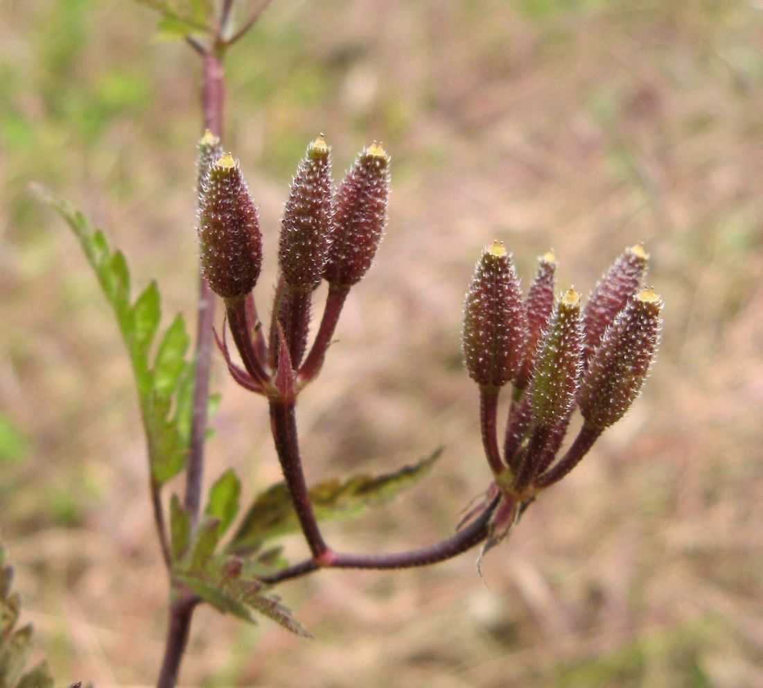 Image of Physocaulis nodosus specimen.