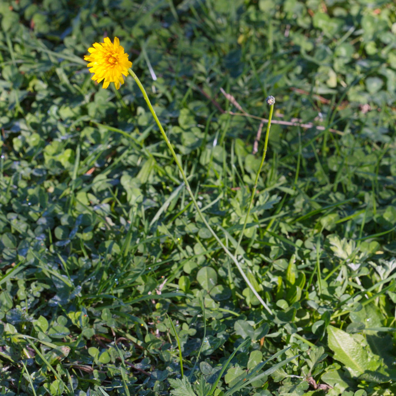 Image of familia Asteraceae specimen.