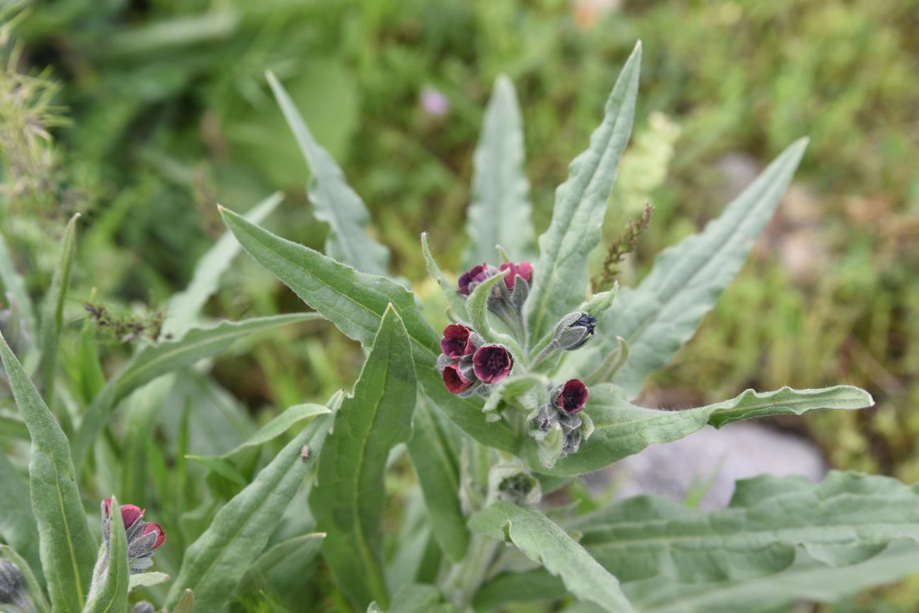 Image of Cynoglossum officinale specimen.