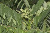 Ailanthus altissima. Верхушка ветви с соцветием. Крым, городской округ Ялта, окр. пгт Санаторное (Меллас), заброшенный парк. 09.06.2025.