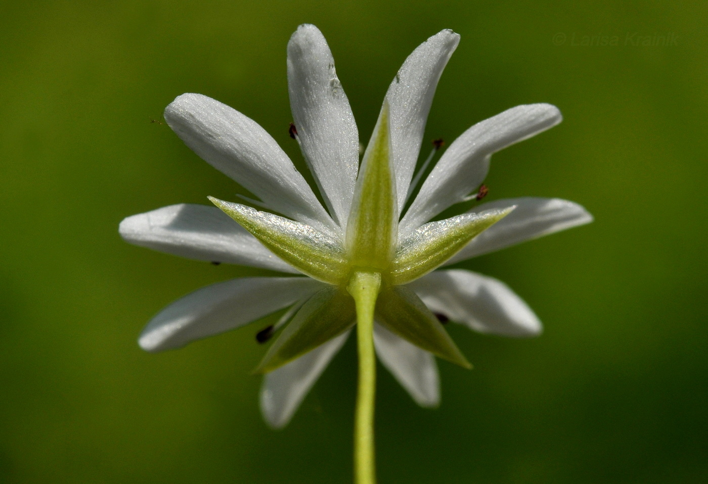 Изображение особи Stellaria graminea.