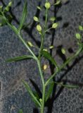 род Lepidium