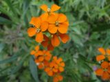 View full-size image Erysimum croceum