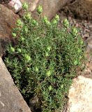 Thymus longiflorus