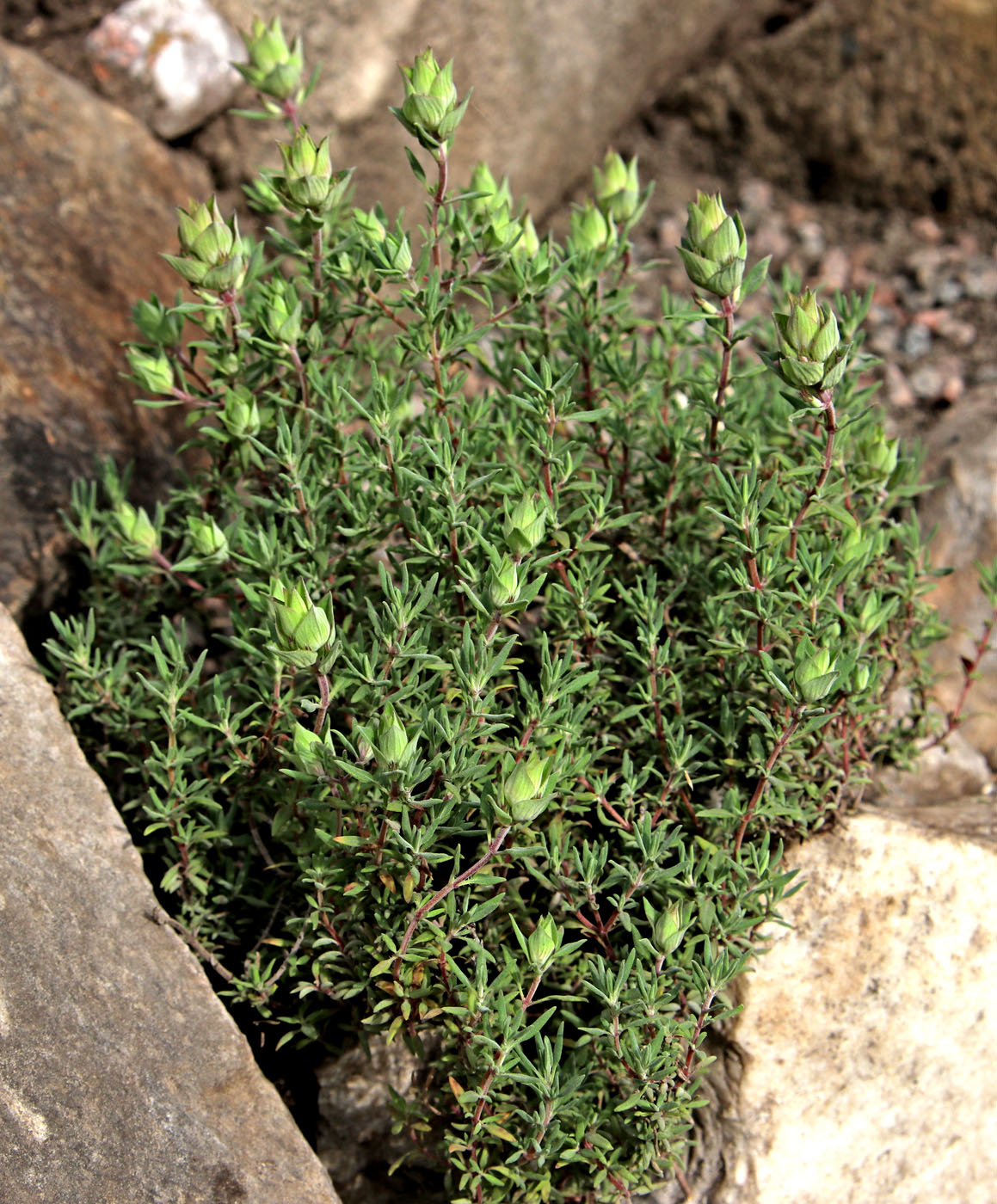 Изображение особи Thymus longiflorus.