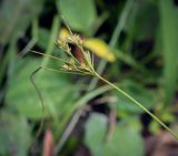 Juncus tenuis