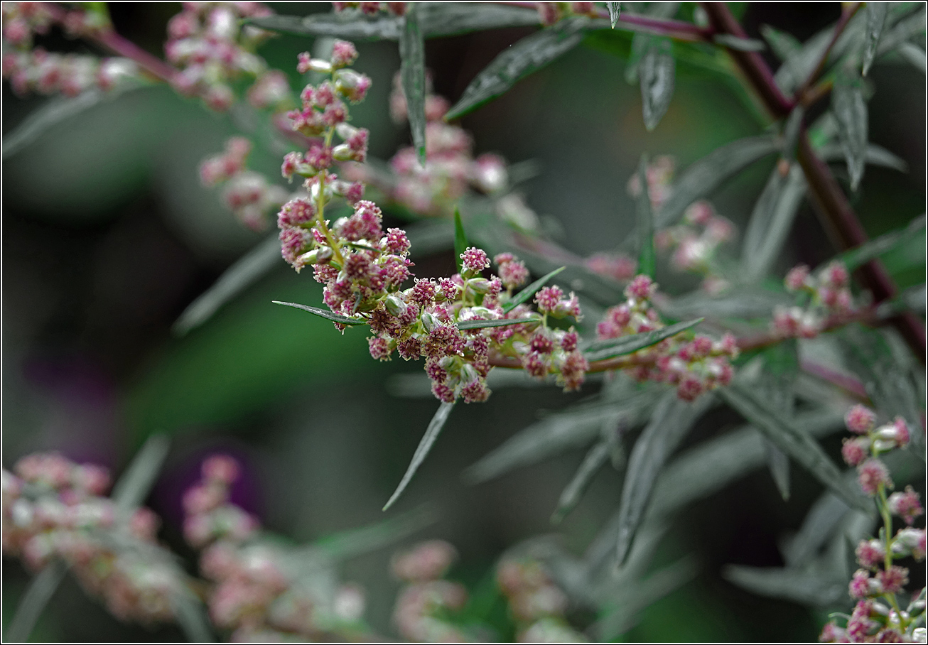 Image of Artemisia vulgaris specimen.