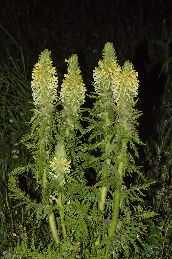Image of Pedicularis condensata specimen.