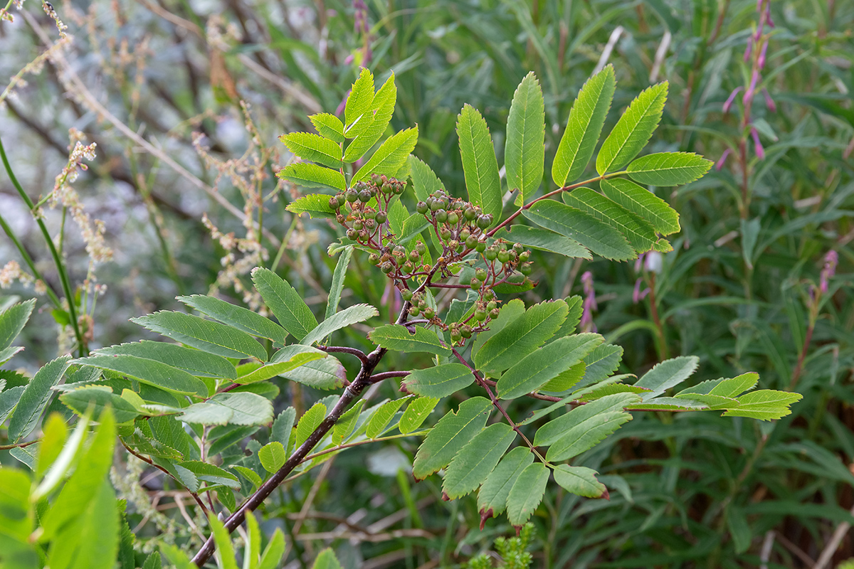 Изображение особи Sorbus aucuparia ssp. glabrata.