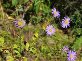 Callistephus chinensis
