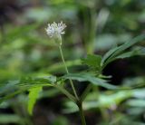 Anemone reflexa. Цветок. Пермский край, г. Пермь, Свердловский р-н, м-н Липовая Гора, липовый лес. 25.05.2025.