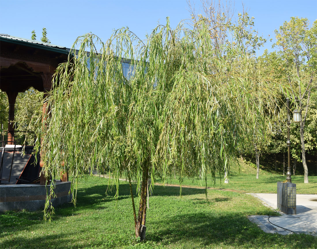 Изображение особи Salix babylonica.