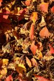 Physocarpus opulifolius. Побеги с соплодиями и листьями в осенней окраске. Санкт-Петербург, Дудергофские высоты, Ореховая гора, северный край грунтового стадиона, опушка широколиственного леса. 18.10.2025.